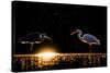 Grey heron and Great white egret, Hungary-Bence Mate-Stretched Canvas