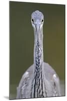 Grey Heron (Ardea Cincerea) Head on Portrait, Elbe Biosphere Reserve, Lower Saxony, Germany-Damschen-Mounted Premium Photographic Print