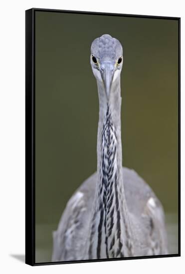 Grey Heron (Ardea Cincerea) Head on Portrait, Elbe Biosphere Reserve, Lower Saxony, Germany-Damschen-Framed Stretched Canvas