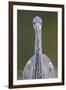 Grey Heron (Ardea Cincerea) Head on Portrait, Elbe Biosphere Reserve, Lower Saxony, Germany-Damschen-Framed Photographic Print