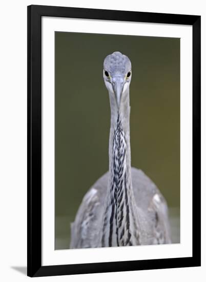 Grey Heron (Ardea Cincerea) Head on Portrait, Elbe Biosphere Reserve, Lower Saxony, Germany-Damschen-Framed Photographic Print