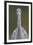 Grey Heron (Ardea Cincerea) Head on Portrait, Elbe Biosphere Reserve, Lower Saxony, Germany-Damschen-Framed Photographic Print