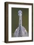 Grey Heron (Ardea Cincerea) Head on Portrait, Elbe Biosphere Reserve, Lower Saxony, Germany-Damschen-Framed Photographic Print