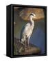 Grey Heron (Ardea Cinere), Kruger National Park, Mpumalanga, South Africa, Africa-Ann & Steve Toon-Framed Stretched Canvas
