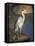 Grey Heron (Ardea Cinere), Kruger National Park, Mpumalanga, South Africa, Africa-Ann & Steve Toon-Framed Stretched Canvas