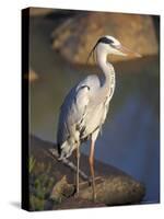 Grey Heron (Ardea Cinere), Kruger National Park, Mpumalanga, South Africa, Africa-Ann & Steve Toon-Stretched Canvas
