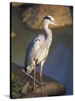 Grey Heron (Ardea Cinere), Kruger National Park, Mpumalanga, South Africa, Africa-Ann & Steve Toon-Stretched Canvas