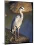 Grey Heron (Ardea Cinere), Kruger National Park, Mpumalanga, South Africa, Africa-Ann & Steve Toon-Mounted Photographic Print
