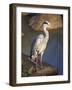 Grey Heron (Ardea Cinere), Kruger National Park, Mpumalanga, South Africa, Africa-Ann & Steve Toon-Framed Photographic Print