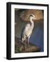 Grey Heron (Ardea Cinere), Kruger National Park, Mpumalanga, South Africa, Africa-Ann & Steve Toon-Framed Photographic Print