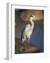 Grey Heron (Ardea Cinere), Kruger National Park, Mpumalanga, South Africa, Africa-Ann & Steve Toon-Framed Photographic Print