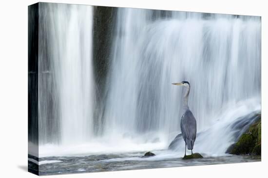 Grey Heron (Ardea Cinerea) Beneath Waterfall. Ambleside, Lake District, UK, November-Ben Hall-Stretched Canvas