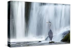 Grey Heron (Ardea Cinerea) Beneath Waterfall. Ambleside, Lake District, UK, November-Ben Hall-Stretched Canvas