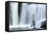 Grey Heron (Ardea Cinerea) Beneath Waterfall. Ambleside, Lake District, UK, November-Ben Hall-Framed Stretched Canvas