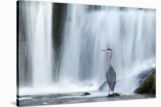 Grey Heron (Ardea Cinerea) Beneath Waterfall. Ambleside, Lake District, UK, November-Ben Hall-Stretched Canvas