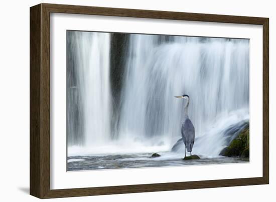 Grey Heron (Ardea Cinerea) Beneath Waterfall. Ambleside, Lake District, UK, November-Ben Hall-Framed Photographic Print