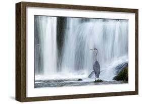 Grey Heron (Ardea Cinerea) Beneath Waterfall. Ambleside, Lake District, UK, November-Ben Hall-Framed Photographic Print