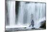 Grey Heron (Ardea Cinerea) Beneath Waterfall. Ambleside, Lake District, UK, November-Ben Hall-Mounted Photographic Print