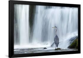 Grey Heron (Ardea Cinerea) Beneath Waterfall. Ambleside, Lake District, UK, November-Ben Hall-Framed Photographic Print