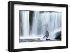 Grey Heron (Ardea Cinerea) Beneath Waterfall. Ambleside, Lake District, UK, November-Ben Hall-Framed Photographic Print