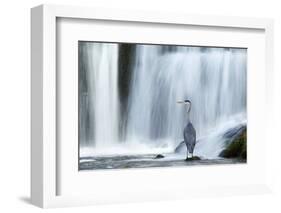 Grey Heron (Ardea Cinerea) Beneath Waterfall. Ambleside, Lake District, UK, November-Ben Hall-Framed Photographic Print