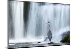 Grey Heron (Ardea Cinerea) Beneath Waterfall. Ambleside, Lake District, UK, November-Ben Hall-Mounted Photographic Print