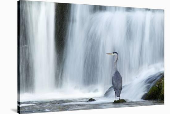 Grey Heron (Ardea Cinerea) Beneath Waterfall. Ambleside, Lake District, UK, November-Ben Hall-Stretched Canvas