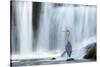 Grey Heron (Ardea Cinerea) Beneath Waterfall. Ambleside, Lake District, UK, November-Ben Hall-Stretched Canvas