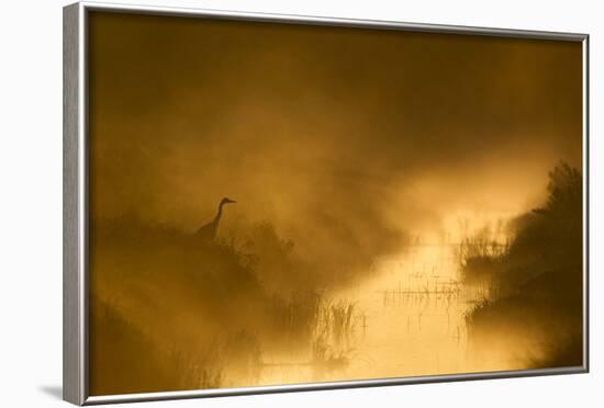 Grey Heron (Ardea Cinerea) Beside Drainage Ditch at Sunrise, Cairngorms National Park, Scotland, UK-Mark Hamblin-Framed Photographic Print