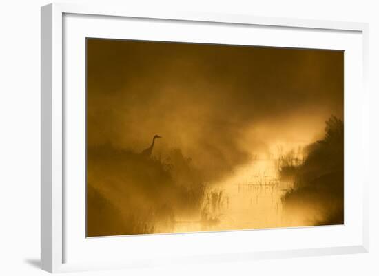 Grey Heron (Ardea Cinerea) Beside Drainage Ditch at Sunrise, Cairngorms National Park, Scotland, UK-Mark Hamblin-Framed Photographic Print