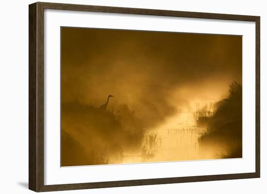 Grey Heron (Ardea Cinerea) Beside Drainage Ditch at Sunrise, Cairngorms National Park, Scotland, UK-Mark Hamblin-Framed Photographic Print