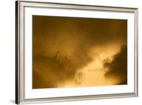 Grey Heron (Ardea Cinerea) Beside Drainage Ditch at Sunrise, Cairngorms National Park, Scotland, UK-Mark Hamblin-Framed Photographic Print