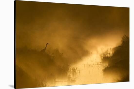 Grey Heron (Ardea Cinerea) Beside Drainage Ditch at Sunrise, Cairngorms National Park, Scotland, UK-Mark Hamblin-Stretched Canvas