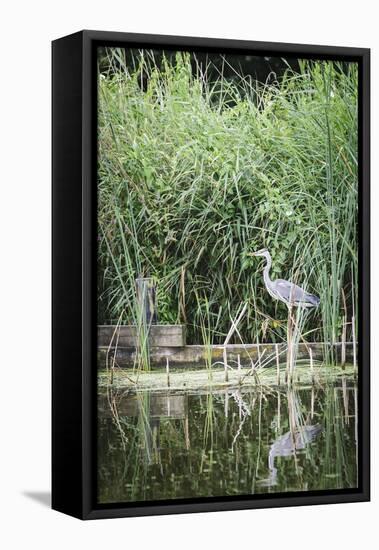 Grey Heron (Ardea Cinerea) by Waters Edge-Mark Doherty-Framed Stretched Canvas