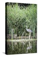 Grey Heron (Ardea Cinerea) by Waters Edge-Mark Doherty-Stretched Canvas