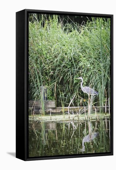 Grey Heron (Ardea Cinerea) by Waters Edge-Mark Doherty-Framed Stretched Canvas