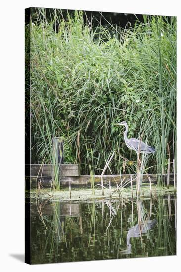 Grey Heron (Ardea Cinerea) by Waters Edge-Mark Doherty-Stretched Canvas