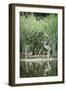 Grey Heron (Ardea Cinerea) by Waters Edge-Mark Doherty-Framed Photographic Print