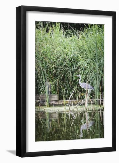 Grey Heron (Ardea Cinerea) by Waters Edge-Mark Doherty-Framed Photographic Print