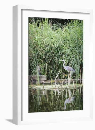 Grey Heron (Ardea Cinerea) by Waters Edge-Mark Doherty-Framed Photographic Print
