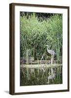 Grey Heron (Ardea Cinerea) by Waters Edge-Mark Doherty-Framed Photographic Print