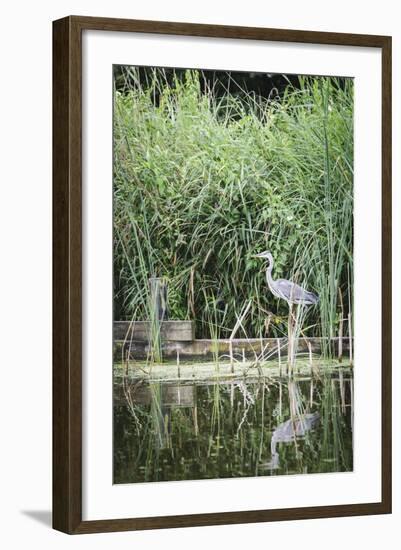 Grey Heron (Ardea Cinerea) by Waters Edge-Mark Doherty-Framed Photographic Print