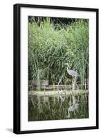 Grey Heron (Ardea Cinerea) by Waters Edge-Mark Doherty-Framed Photographic Print