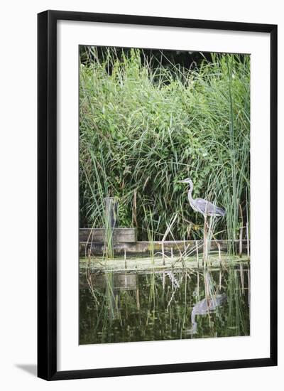 Grey Heron (Ardea Cinerea) by Waters Edge-Mark Doherty-Framed Photographic Print