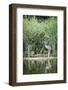 Grey Heron (Ardea Cinerea) by Waters Edge-Mark Doherty-Framed Photographic Print