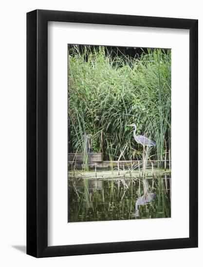 Grey Heron (Ardea Cinerea) by Waters Edge-Mark Doherty-Framed Photographic Print