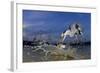 Grey Heron (Ardea Cinerea) Catching Fish, Taken With Remote Camera, Pusztaszer, Hungary, June-Bence Mate-Framed Photographic Print