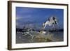 Grey Heron (Ardea Cinerea) Catching Fish, Taken With Remote Camera, Pusztaszer, Hungary, June-Bence Mate-Framed Photographic Print