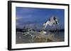 Grey Heron (Ardea Cinerea) Catching Fish, Taken With Remote Camera, Pusztaszer, Hungary, June-Bence Mate-Framed Photographic Print