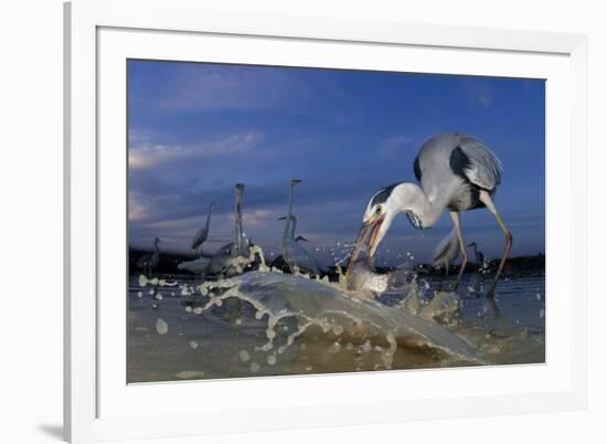 Grey Heron (Ardea Cinerea) Catching Fish, Taken With Remote Camera, Pusztaszer, Hungary, June-Bence Mate-Framed Photographic Print